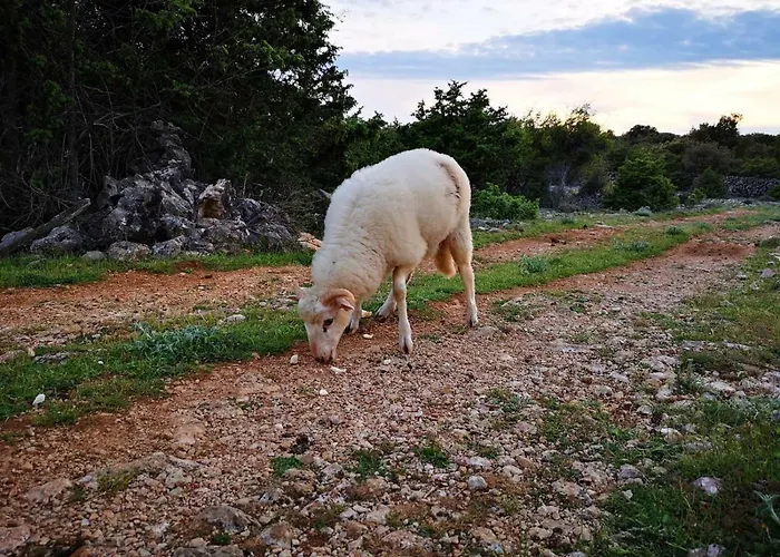 Naomi's Sunshine * Cres